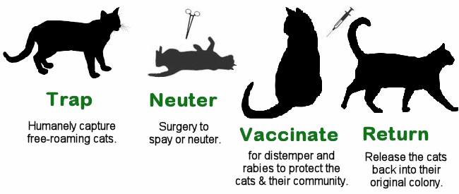 Trap-Neuter-Vaccinate-Return